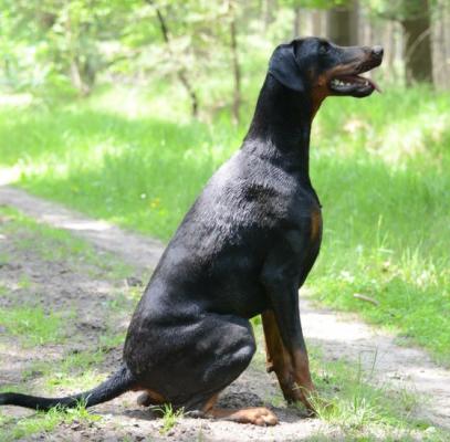 Nadjana of Ioximaxx | Black Doberman Pinscher