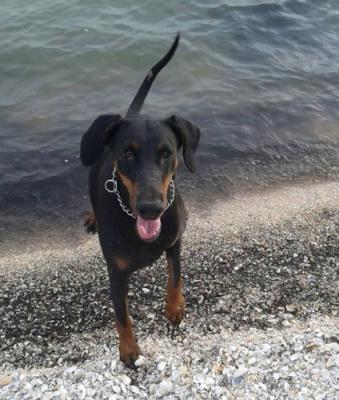 Chanel (NHSB 2788349) | Black Doberman Pinscher