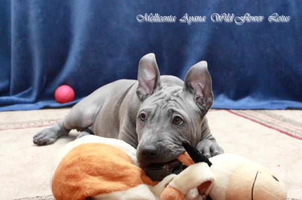 MELLICENTA AYANA WILDFLOWER LOTUS | Thai Ridgeback 