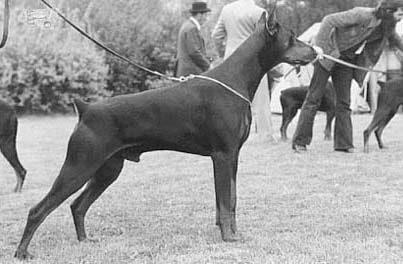 Don Dayan v. Franckenhorst | Black Doberman Pinscher