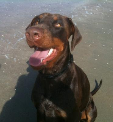 Dakar (NHSB 2788343) | Brown Doberman Pinscher