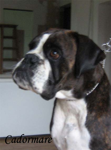 Sophia della Cadormare | Boxer 