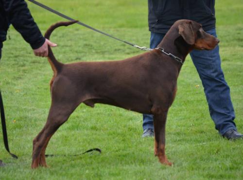 Breezer Brasil v.d. Pardiblo | Brown Doberman Pinscher