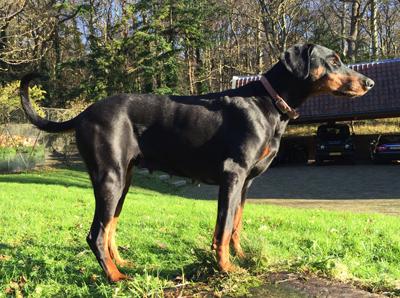 Bora Bowena v.d. Pardiblo | Black Doberman Pinscher