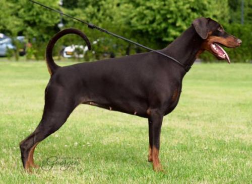 Newfords Keep Talking | Brown Doberman Pinscher