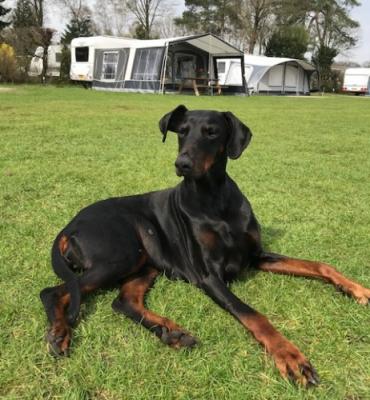 Daisy (NHSB 2711686) | Black Doberman Pinscher