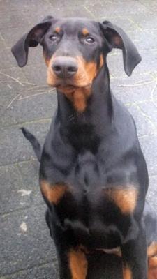Lesca (NHSB 2722750) | Black Doberman Pinscher