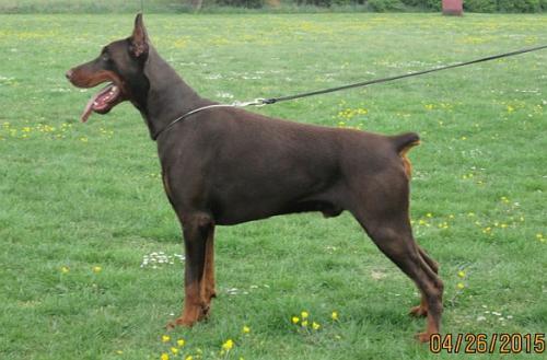 Dinas Affaraon Afaag | Brown Doberman Pinscher