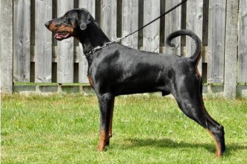 Boulderhill's Macho | Black Doberman Pinscher