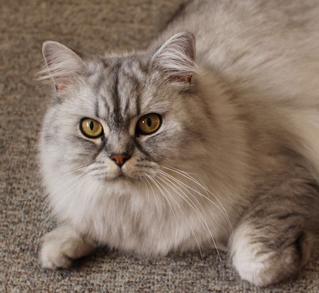 Persian (modern)