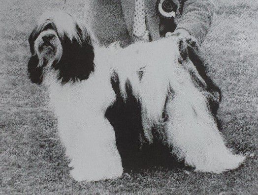 ATISHA'S HOT FUDGE SUNDAE OF ARAKI | Tibetan Terrier 