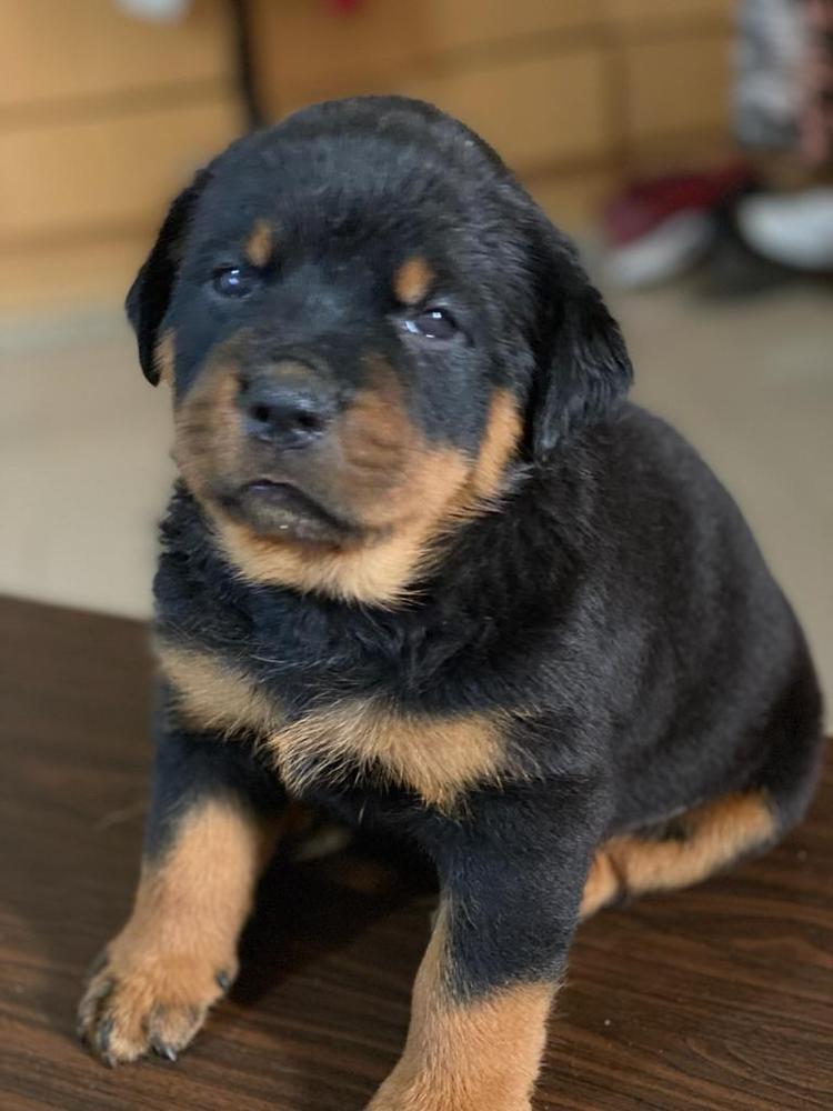 Ann Vom AJK | Rottweiler 