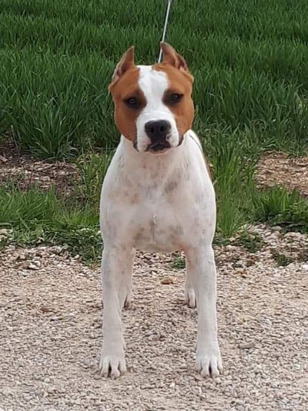 Legend of Dreams reasons why i love you | American Staffordshire Terrier 