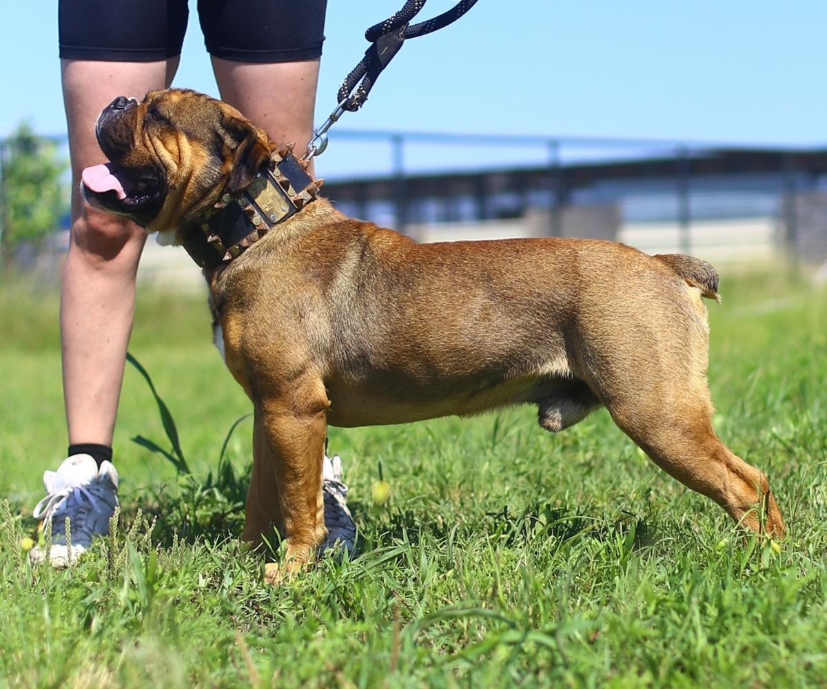 Cannon's Grizzly | Olde English Bulldogge 