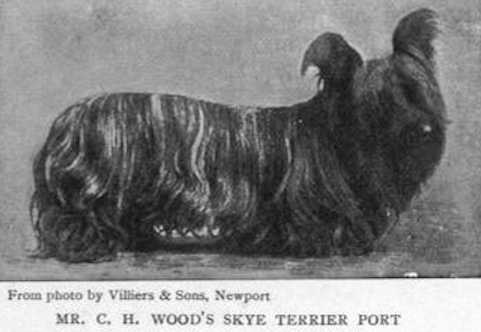 Port (Mr. C.H. Wood's) | Skye Terrier 