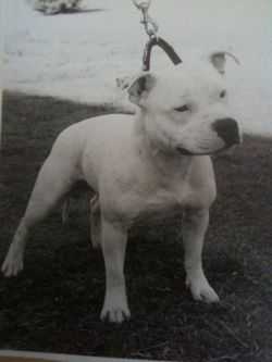 Derlyns Polar Prince | Staffordshire Bull Terrier 