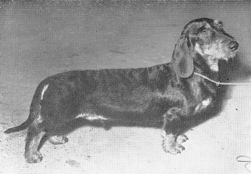 Altair of Clouds | Dachshund 