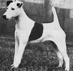 Rarity of Riber | Smooth Fox Terrier 