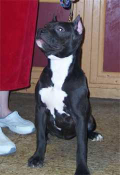 Foxfire's Stolen Pearls | American Staffordshire Terrier 
