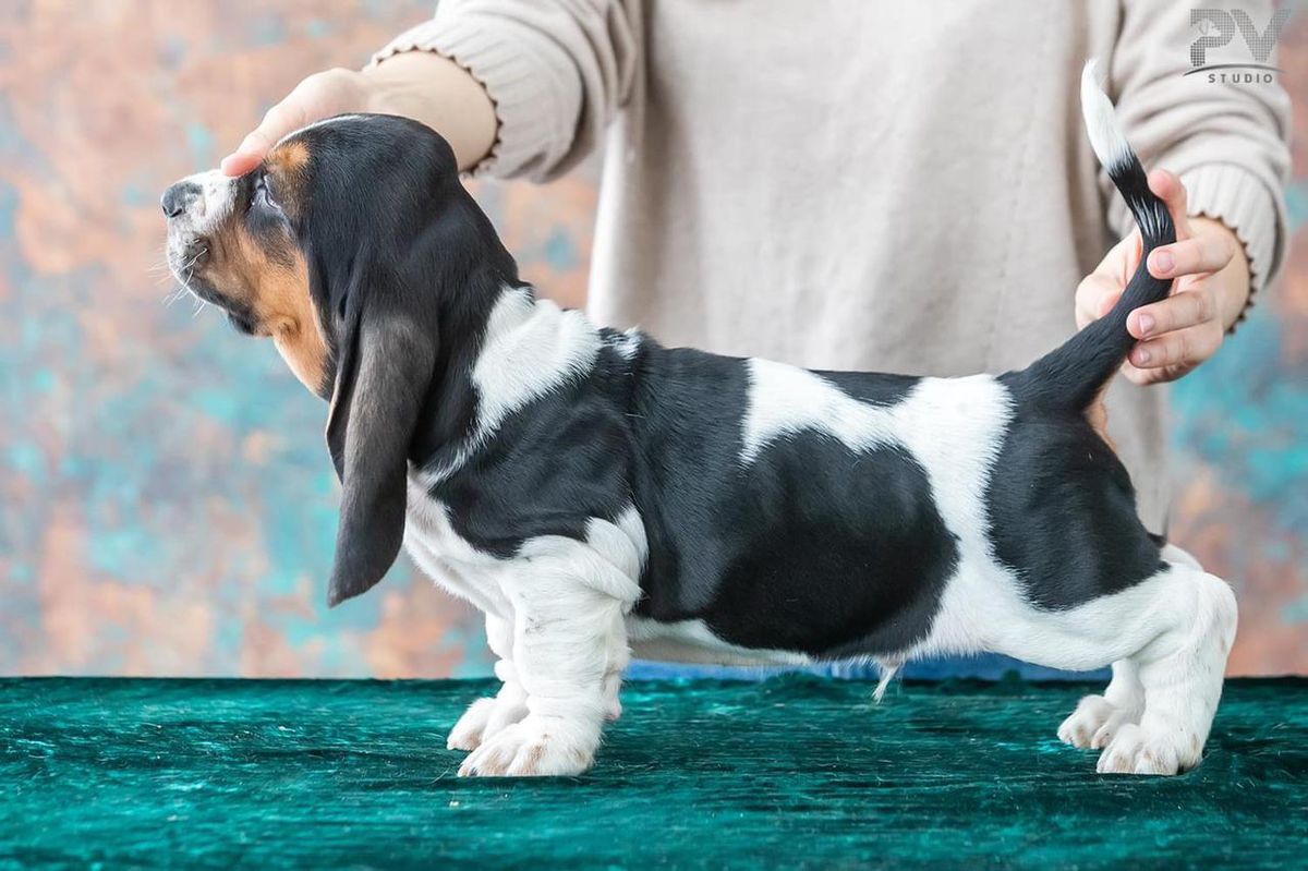 Sun Is Shining | Basset Hound 