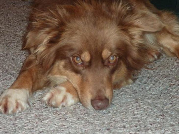 Boyd Ranch Annie Oakley | Australian Shepherd 