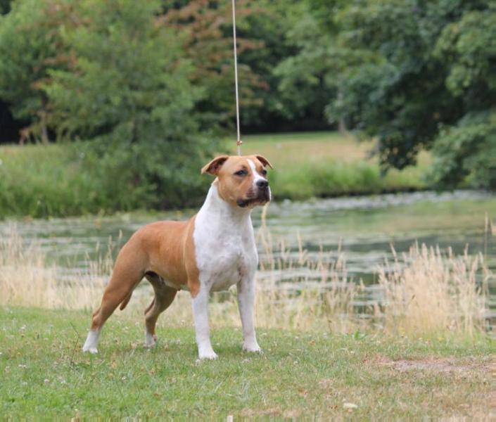 Mia Albachiara Ilarita To MR | American Staffordshire Terrier 