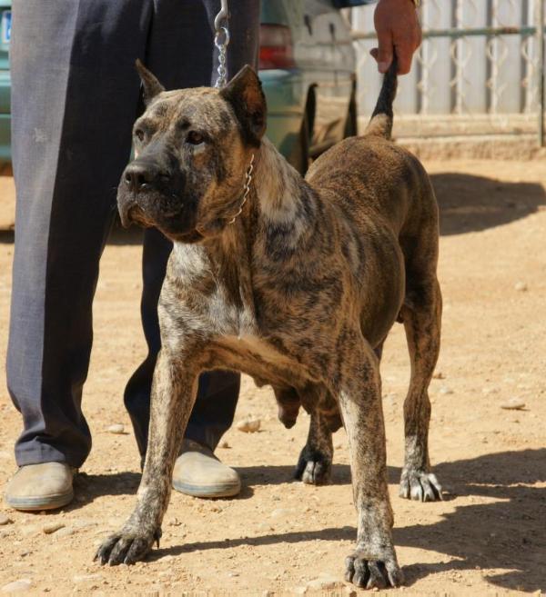 Yeni de Casa del Presa | Perro de Presa Canario 