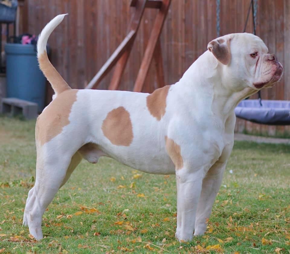 BullyBadass’s Achilles | American Bulldog 