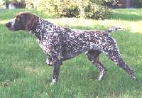 Firn KS vom Hege-Haus | German Shorthaired Pointer 