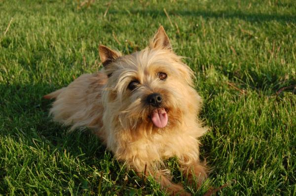 Swofford's Double J Box of Poppy's | Cairn Terrier 