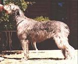 Tirowen Miss Matilda | Irish Wolfhound 