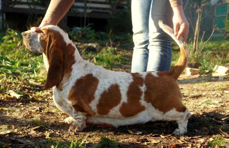 Baltik Show Extra Nova Victoria | Basset Hound 