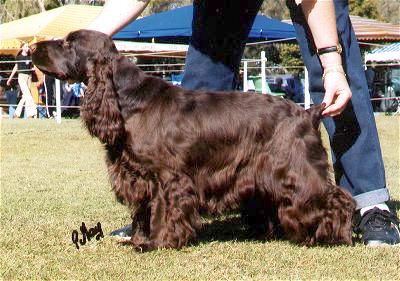 Citation Enigma | English Cocker Spaniel 