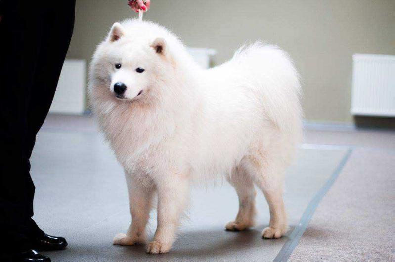 Klajokliu šuo Funky Amigo of Webmaster | Samoyed 