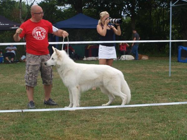 T-J vom Sutumer Grund | White Swiss Shepherd Dog 