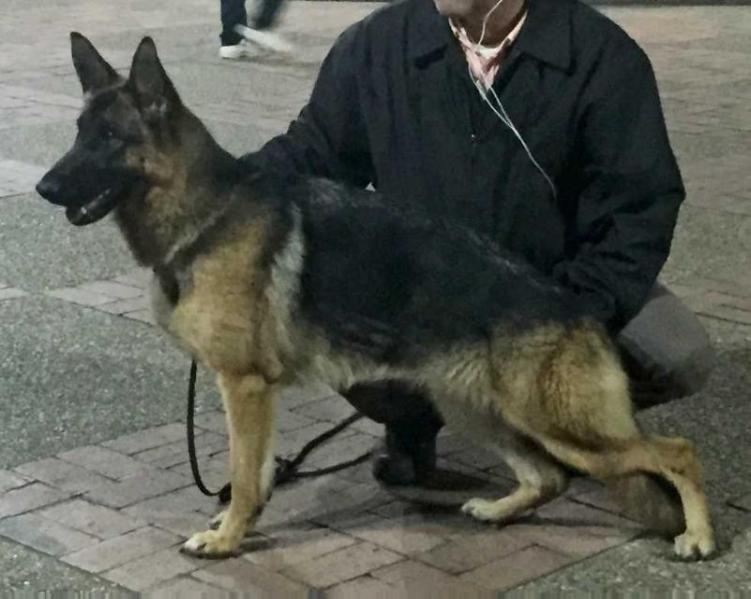 Naomi de Montenegro/Colombia | German Shepherd Dog 