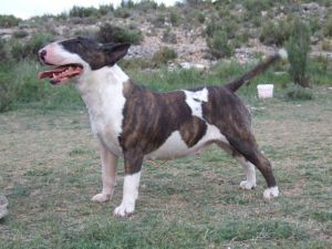 Canara Atomica | Bull Terrier 