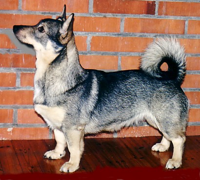 CIMILLAN CAMBALAYA | Swedish Vallhund 