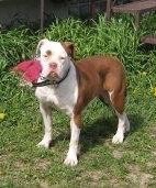 Henry's Ginger of Buffdogs | Olde English Bulldogge 