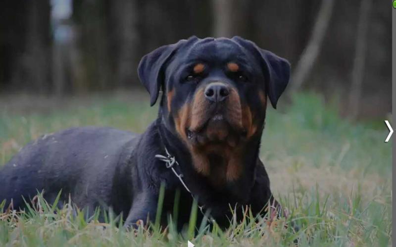 Quen von Kümmelsee | Rottweiler 