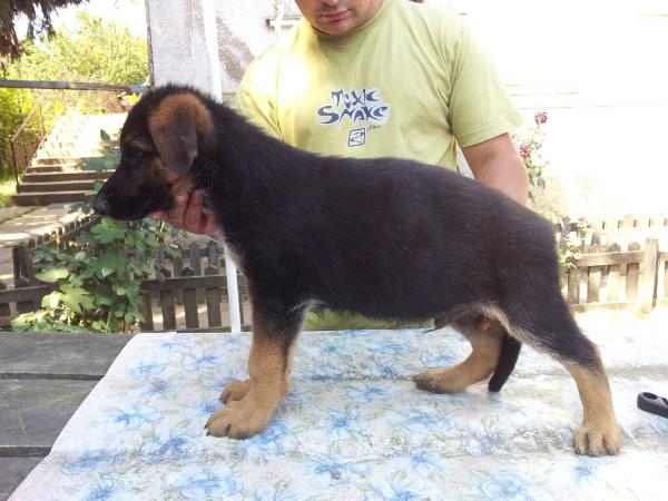 Quart von Bad-Box | German Shepherd Dog 
