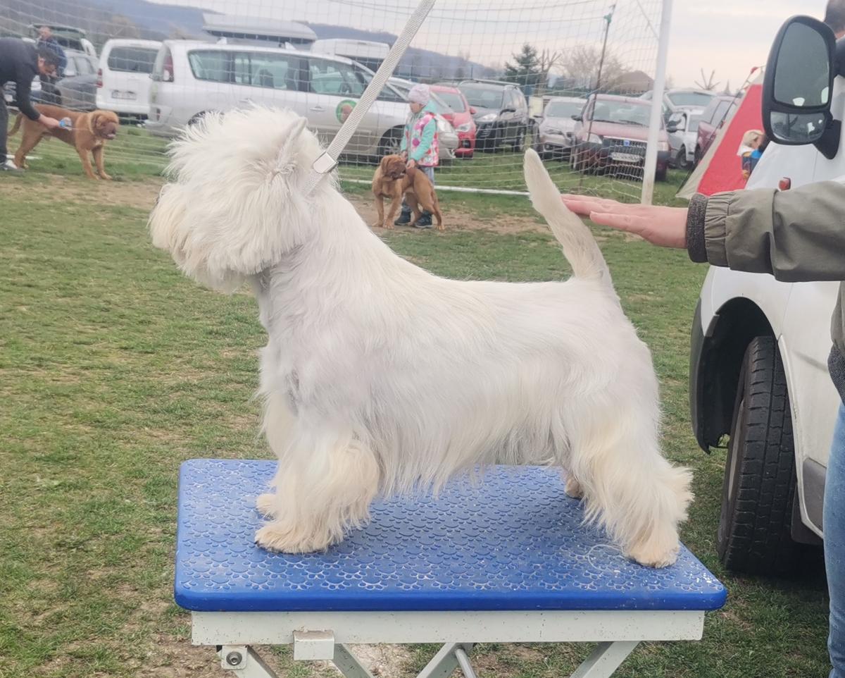 Gandalf Darlingwest | West Highland White Terrier 