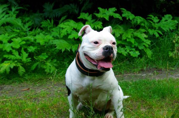 MajesticBulls Luna | Olde English Bulldogge 