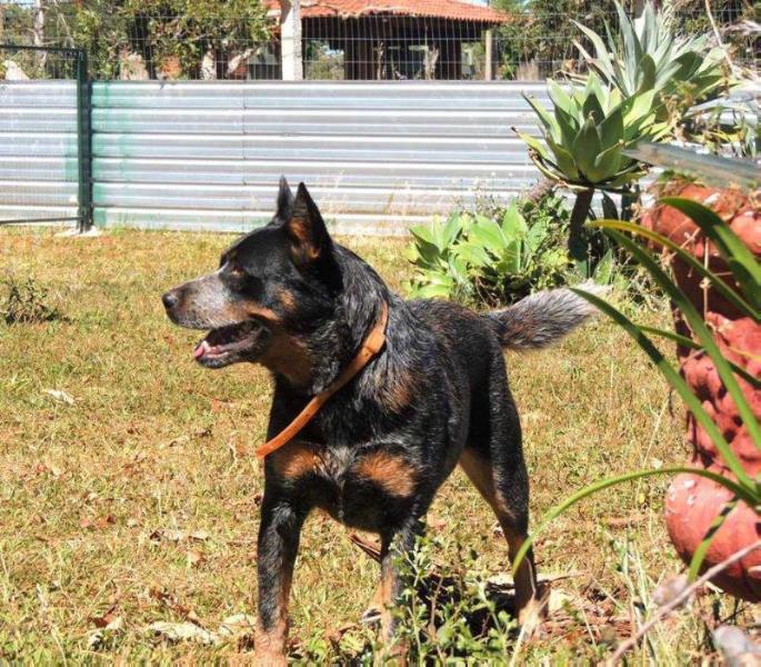 BLACK BEAR OF MMPL TEAM | Australian Cattle Dog 