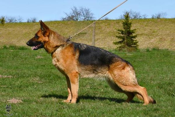 Linda z Leutschau | German Shepherd Dog 