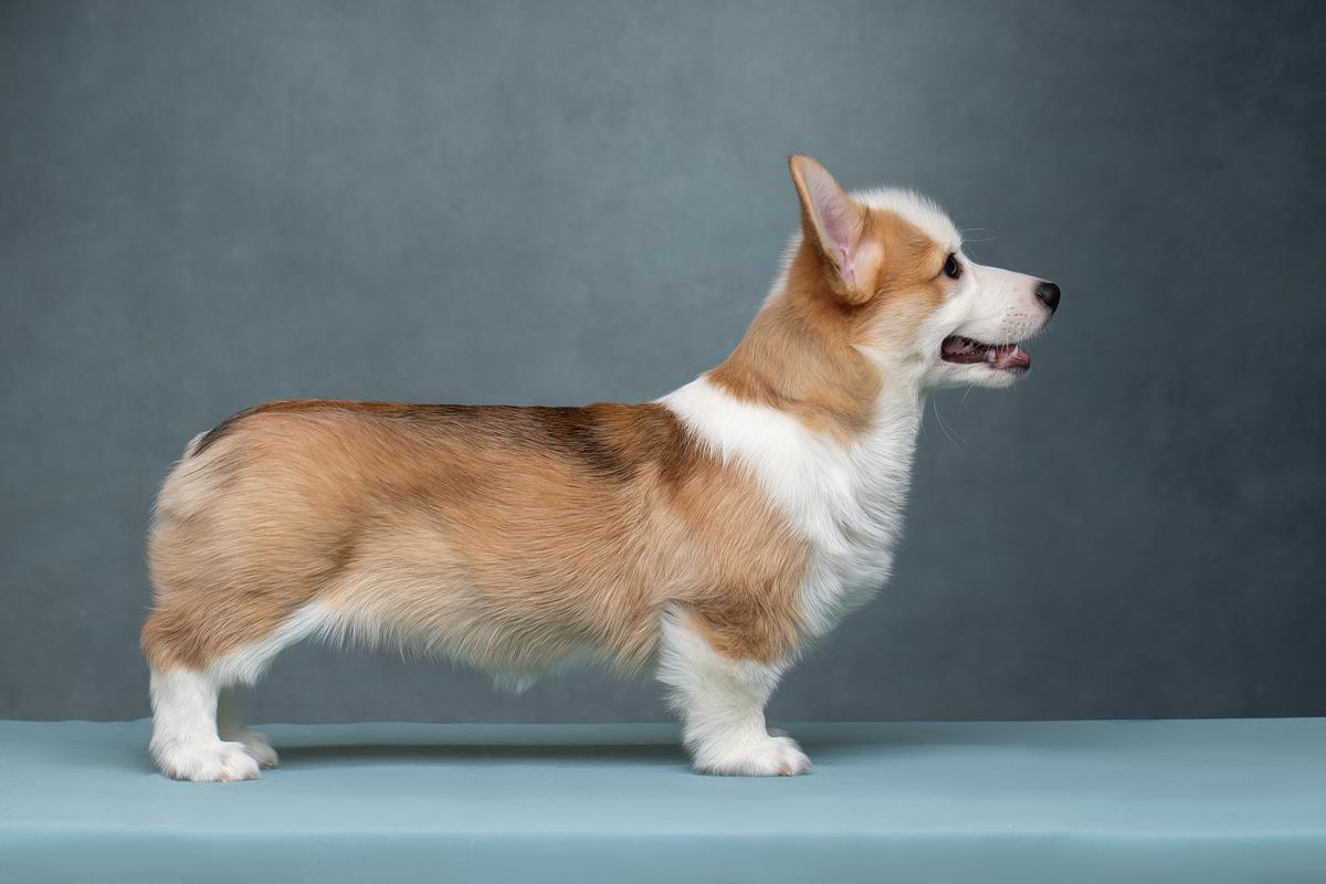 MISTYCOR CHERISHED KISS | Pembroke Welsh Corgi 