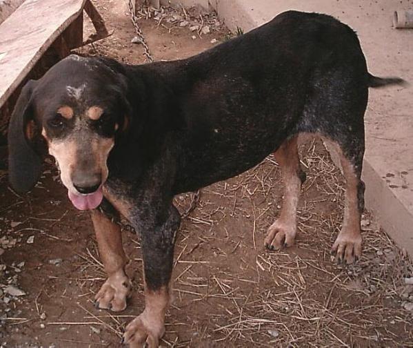 Vaughns Blue Dog Billy II | Bluetick Coonhound 