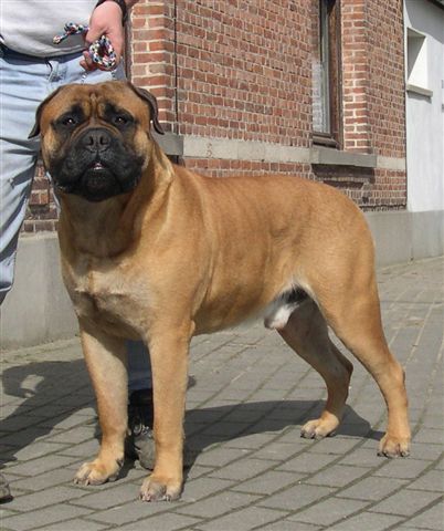 DYNAMIC FORCE MISTER HOT SHOT | Bullmastiff 