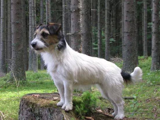 Ari Agillity od Blatskeho Rybnika | Jack Russell Terrier 