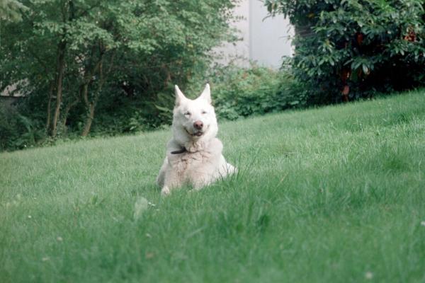 Fasko von Koljana | White Swiss Shepherd Dog 